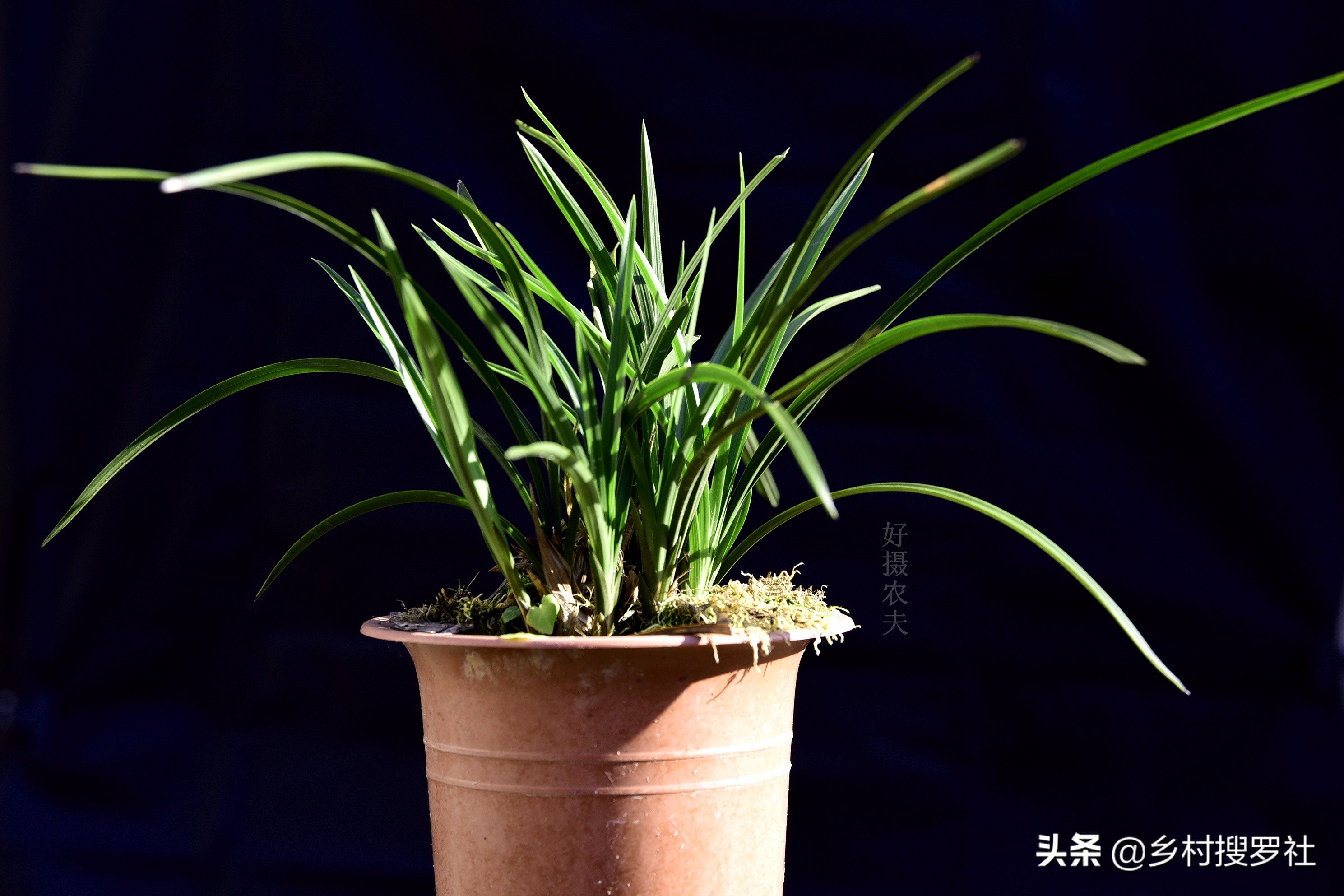 兰花怎么看是壮苗还是粗苗,怎么让兰花快速生根发芽成壮苗