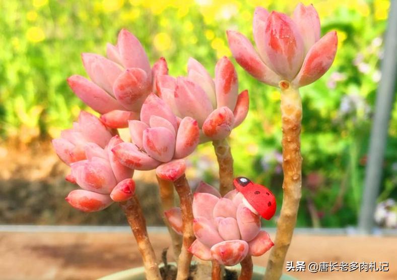 多肉秋丽和雪莲的区别,多肉黄丽和白牡丹区别
