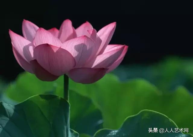 全国56市市花太美了的视频,中国56市市花图片