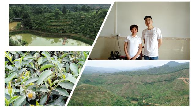 寻茶百树,六堡茶千种茶中必有适合你的茶