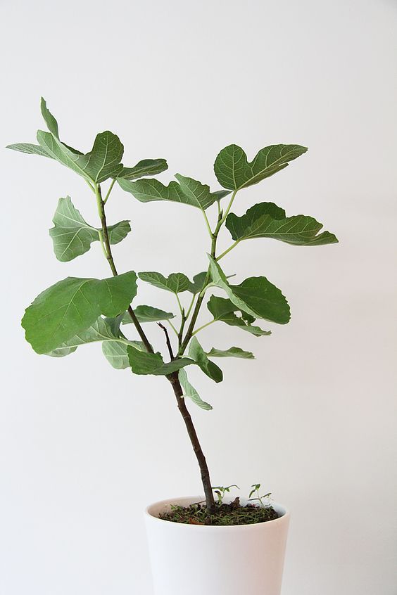 室内除甲醛最好的植被,室内植被存活率高的有哪些