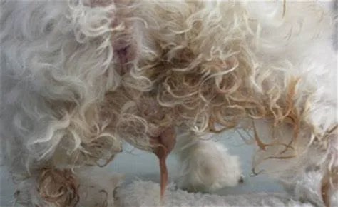 你家养的是女汪吗?那一定要为它注意这项妇科疾病