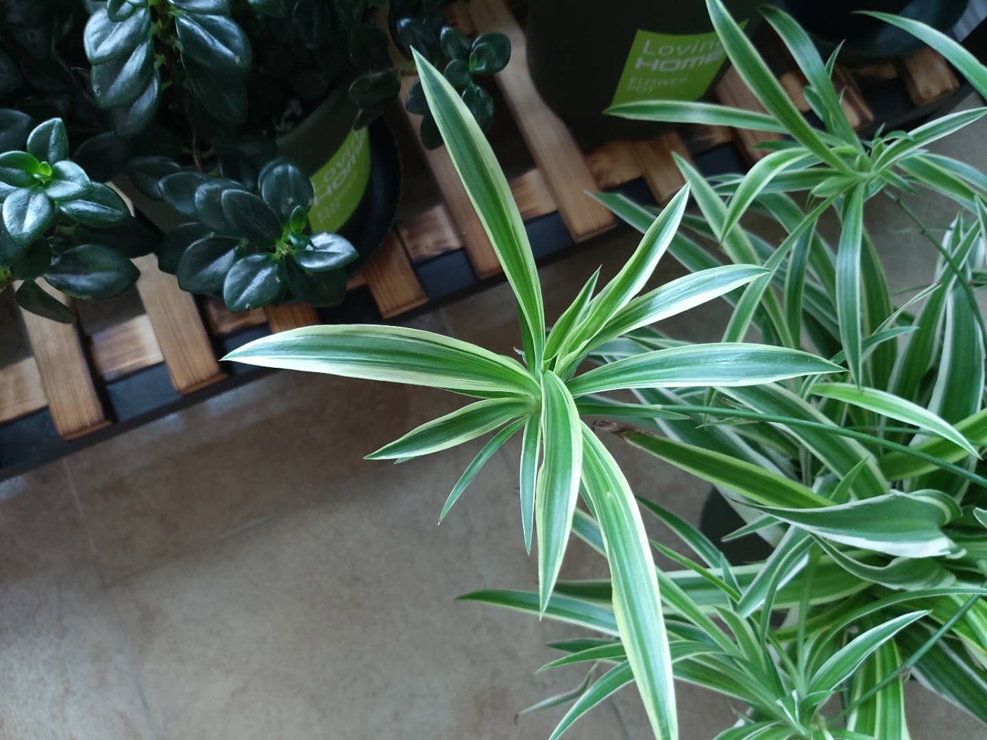 吊兰耐旱还是喜水,吊兰喜阴还是绿萝喜阴