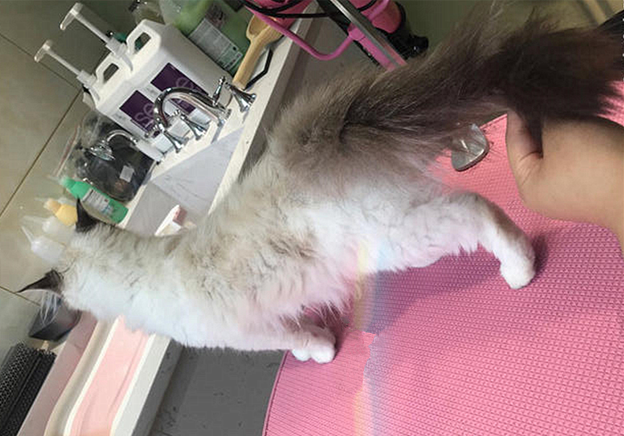 辟谣猫咪真的没有九条命,辟谣猫咪的六个谣言