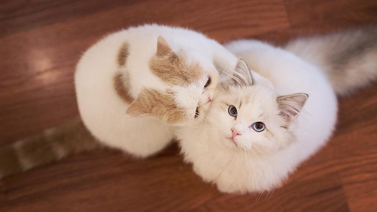 猫咪生病了用什么草药,猫咪提高免疫力药品