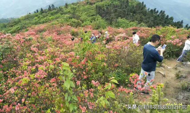 江西仙姑坛景区,2024年铜鼓仙姑坛杜鹃花开了吗