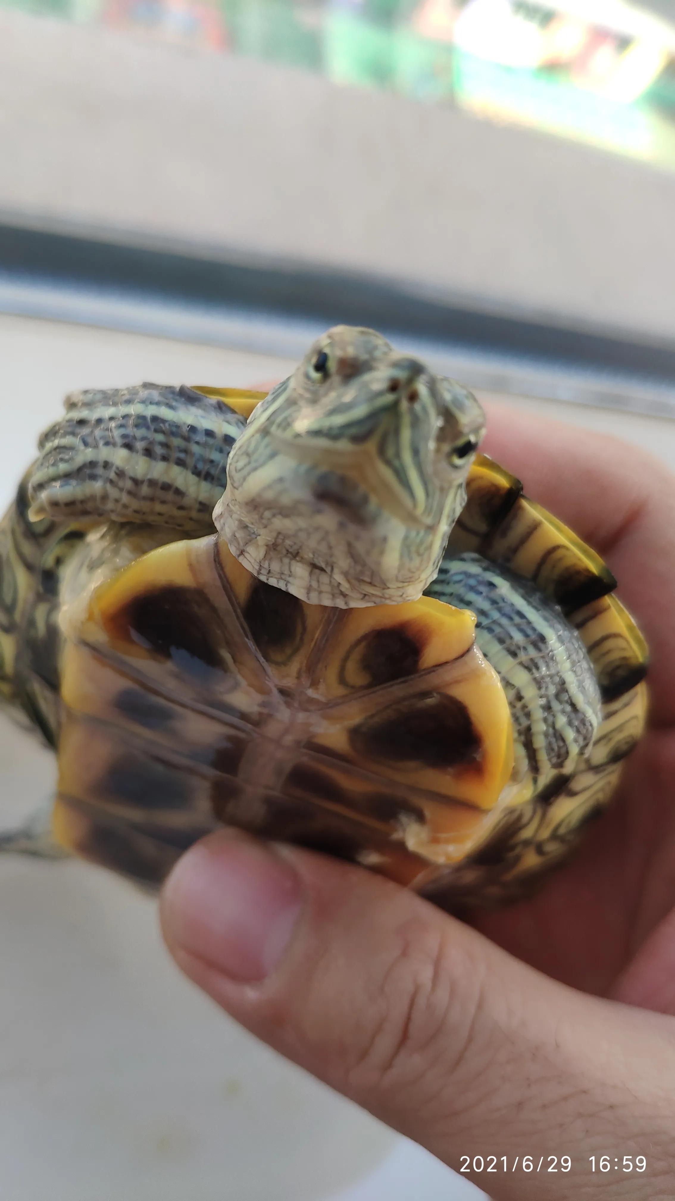 巴西龟不吃龟粮该怎么办,巴西龟不吃东西最多能活多久