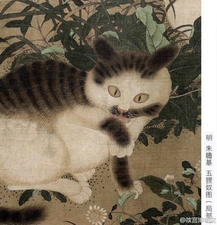 中华田园猫和狸花猫有什么区别,古代中华田园猫排行