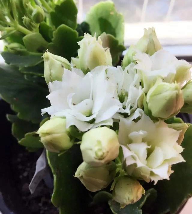 长寿花单瓣品种大全,长寿花100种颜色图片