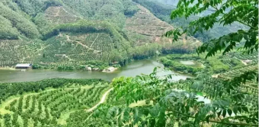 超拼视频购丨直播黑科技,90后“新农人”这样玩转果园