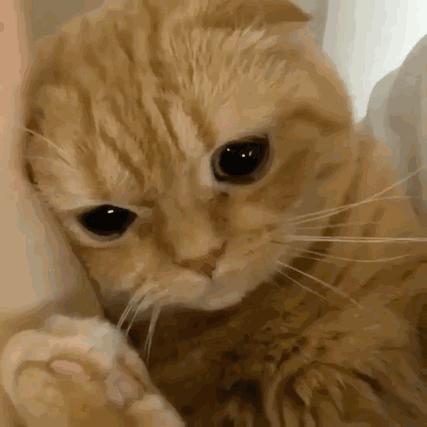 猫咪发情了怎么办?做好这几点,你也是个专业的铲屎官