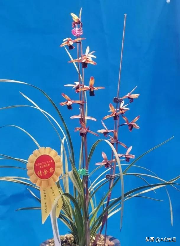 兰花蕙兰绝品传奇,每日一品茶叶