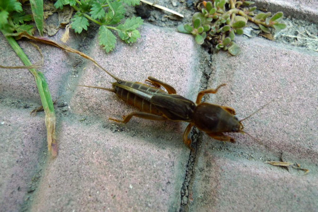 农村土狗的害虫,农村的土狗什么都可以吃吗