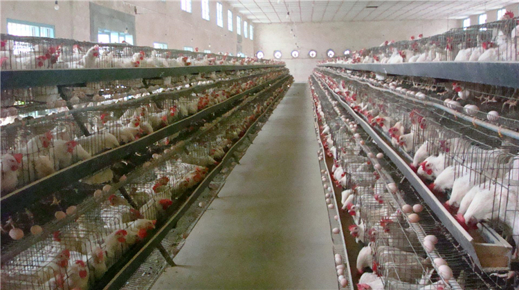 蛋鸡怎么养又保温度又通风,蛋鸡养殖怎么保持鸡蛋新鲜