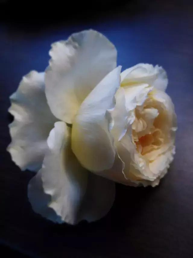 你的名字ost小姐姐,你的名字faded纯音乐版