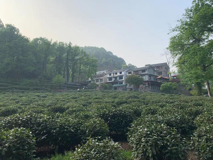 龙井村九溪十八涧徒步最佳路线图,九溪十八涧只有龙井村一个出口吗