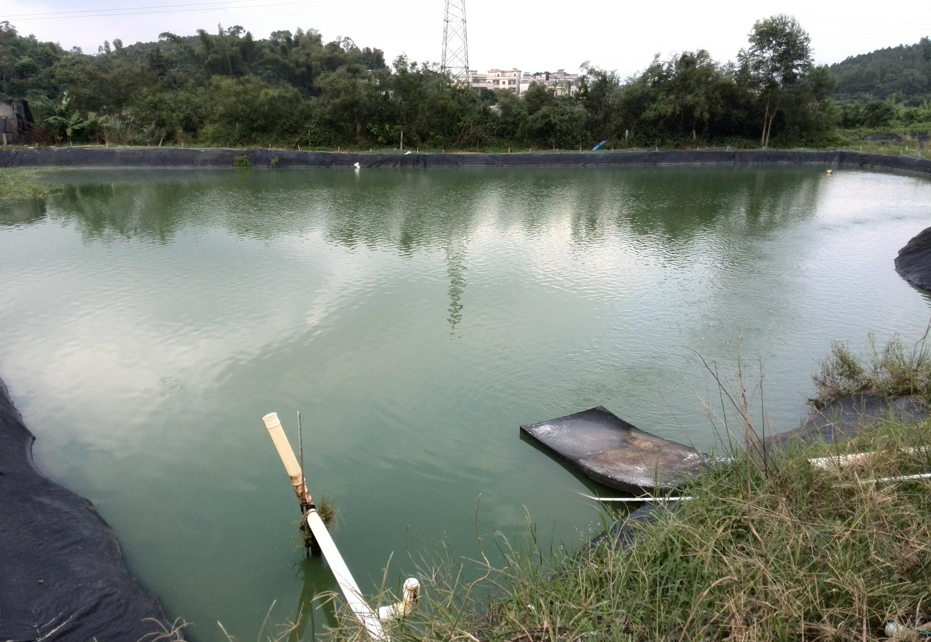 *疆新**男子沙漠5亩池塘养澳洲淡水虾,个头比手掌大,亩利润达万元