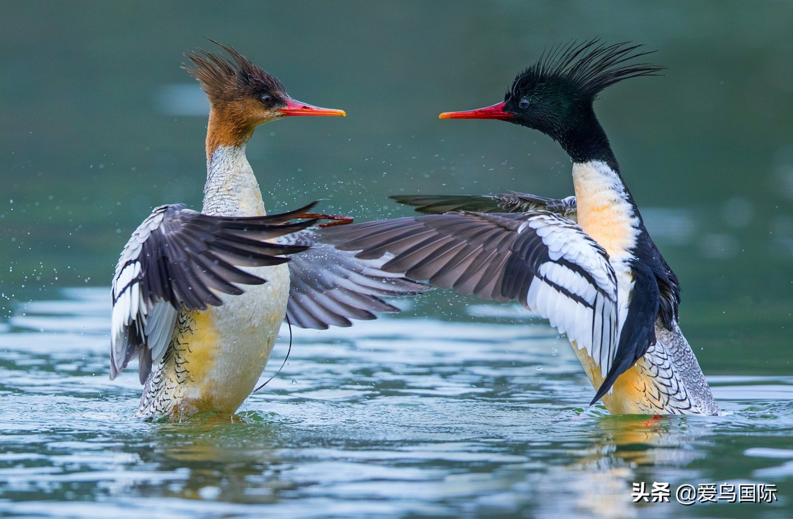 鸟类欣赏,鸟类观鸟图片