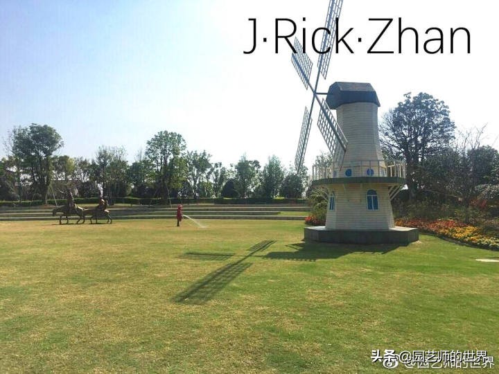 高尔夫果岭草坪家庭院子种植,麦冬草坪种植方法和注意事项