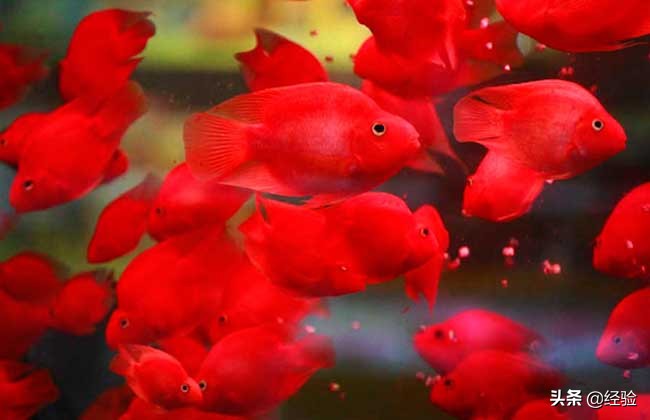 鹦鹉鱼身体鳞变白,鹦鹉鱼变白变黑怎么治