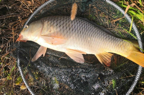 鲤鱼打挺尾巴一直动,鲤鱼打挺快速起身