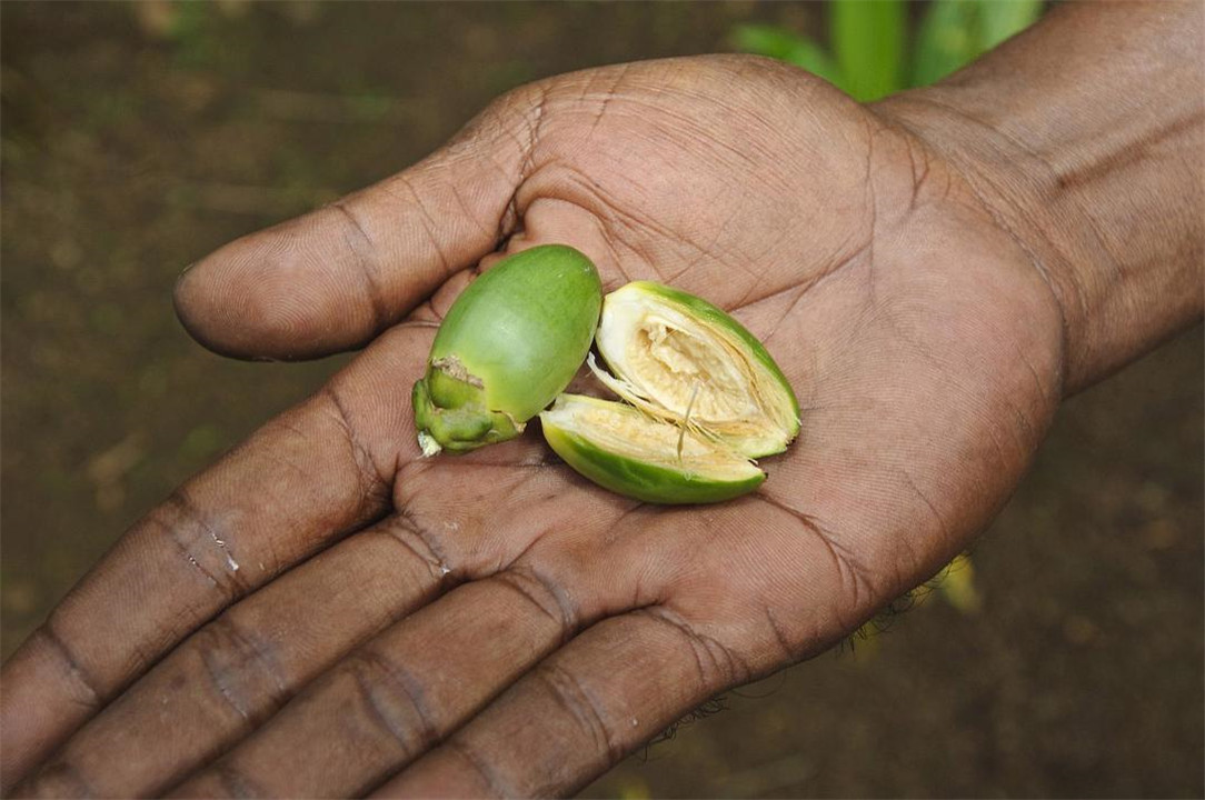 国际公认的“软*品毒**”槟榔，6000万国人却嚼个不停，偏不听劝