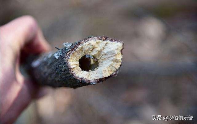 农村最常见的三种害虫,在农村有哪些害虫