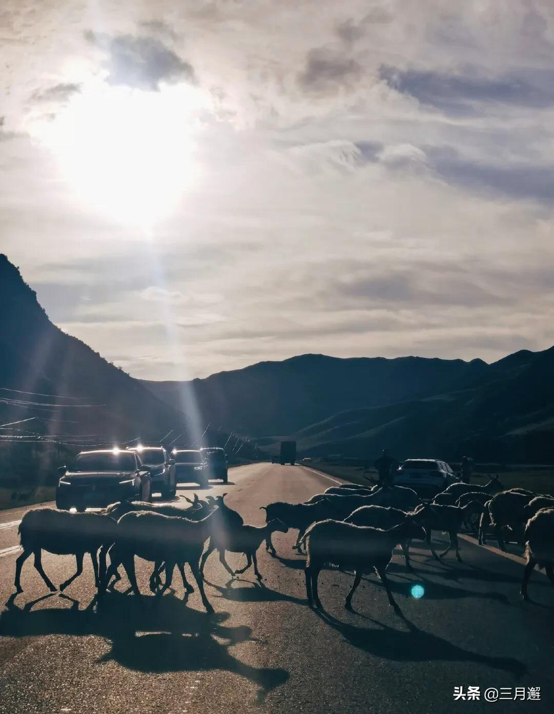 从若尔盖到九寨沟沿途哪些风景,若尔盖到尕海一路风景