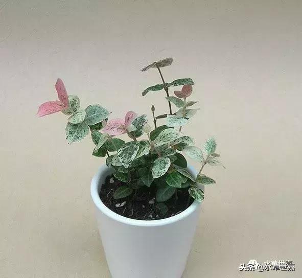 30cm水陆缸适合养什么,水陆缸植物前景中景后景搭配介绍