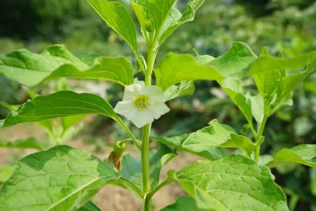 冬天常见中药植物图片及功效,花期长的草本植物图片