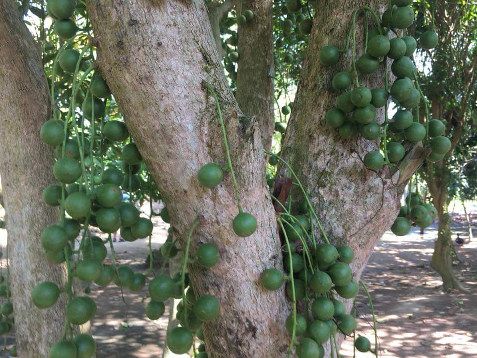 越南芹苴水上活动,越南芹苴水上市场