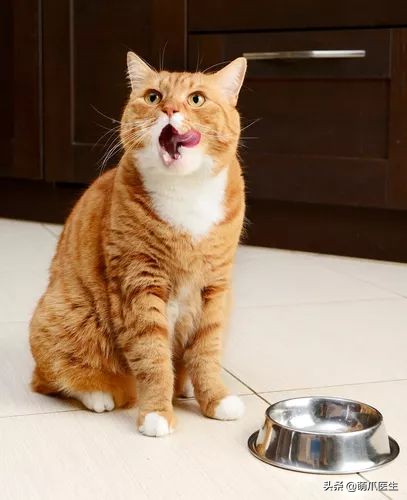 猫粮泡水鉴别好坏靠谱吗,猫粮泡水多长时间能吃