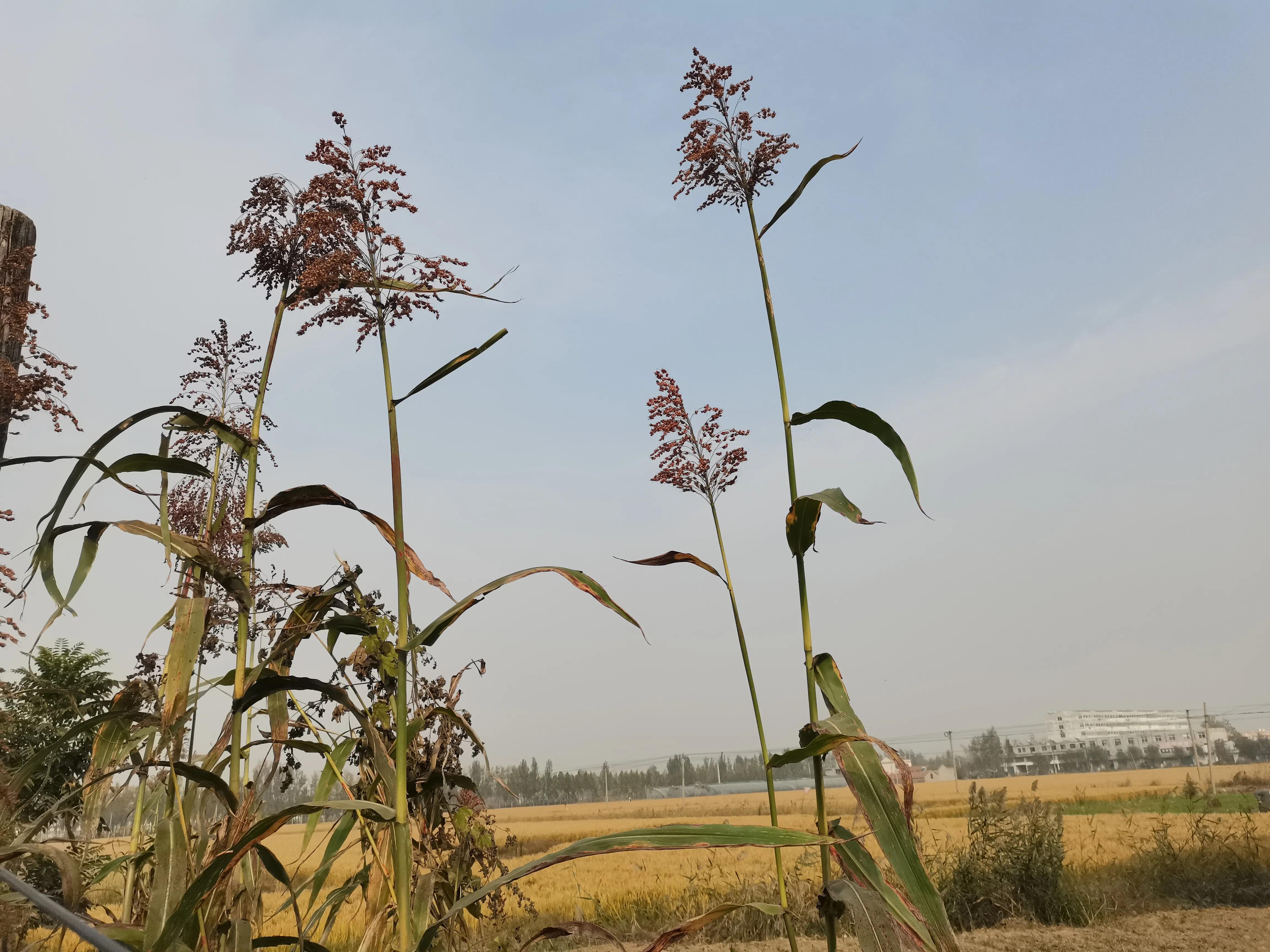 老济宁谚语,济宁老方言视频