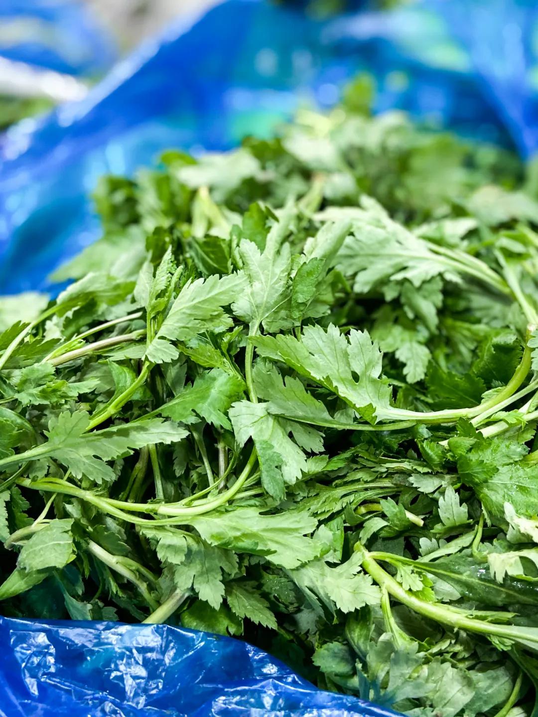 南京城市野菜猎人实录