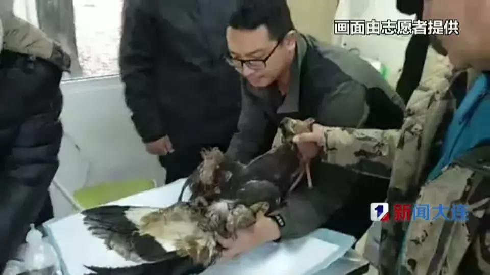 国家保护动物受伤被救,被国家保护动物致死怎么处理