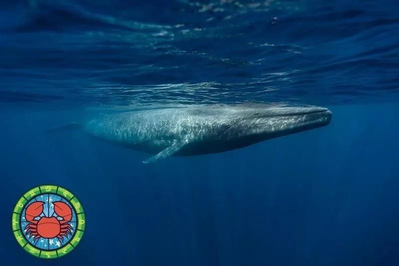 十二星座运势野兽,如何知道自己星座最适合的动物