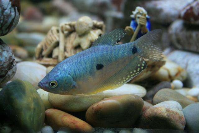 十大养不死的热带鱼观赏鱼排名,十大养不死的小型热带鱼