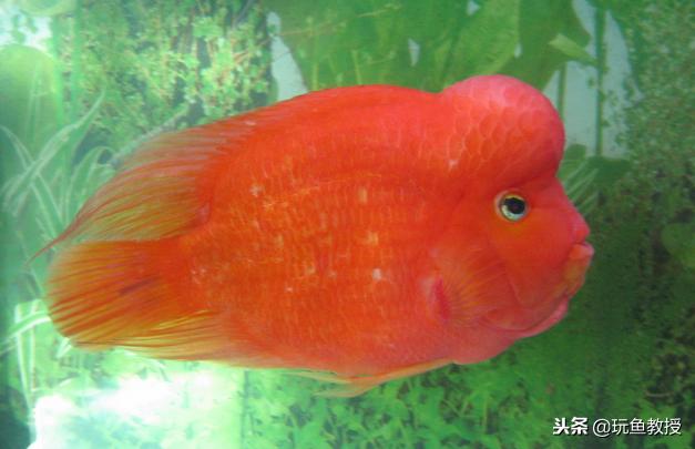 如何养好金刚鹦鹉鱼,新手怎么养金刚鹦鹉鱼