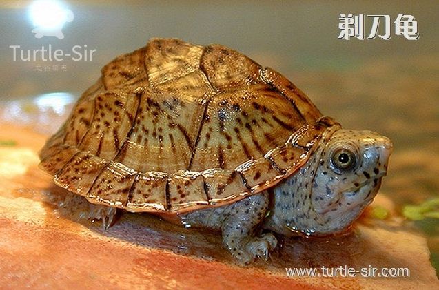 蛋龟养殖之家的龟怎么样,如何养好巨头蛋龟