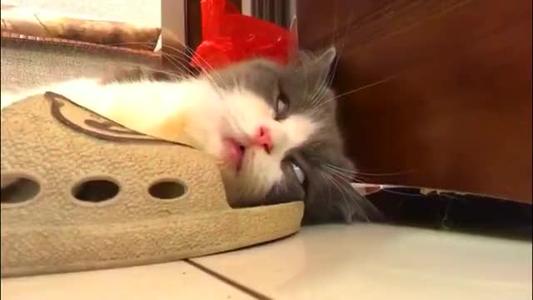 猫咪肠胃不好老吐还拉肚子怎么办,猫咪肠胃不好总是呕吐吃什么药好