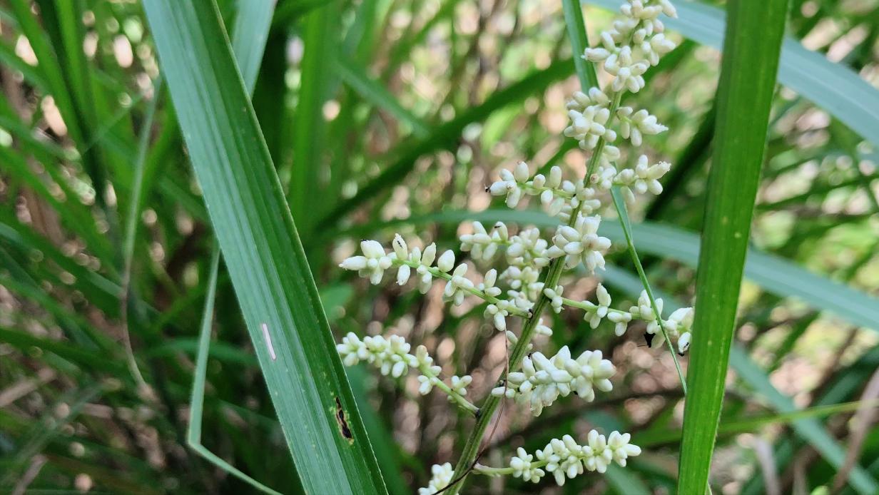 刘寄奴中草药图,中药材刘寄奴图片