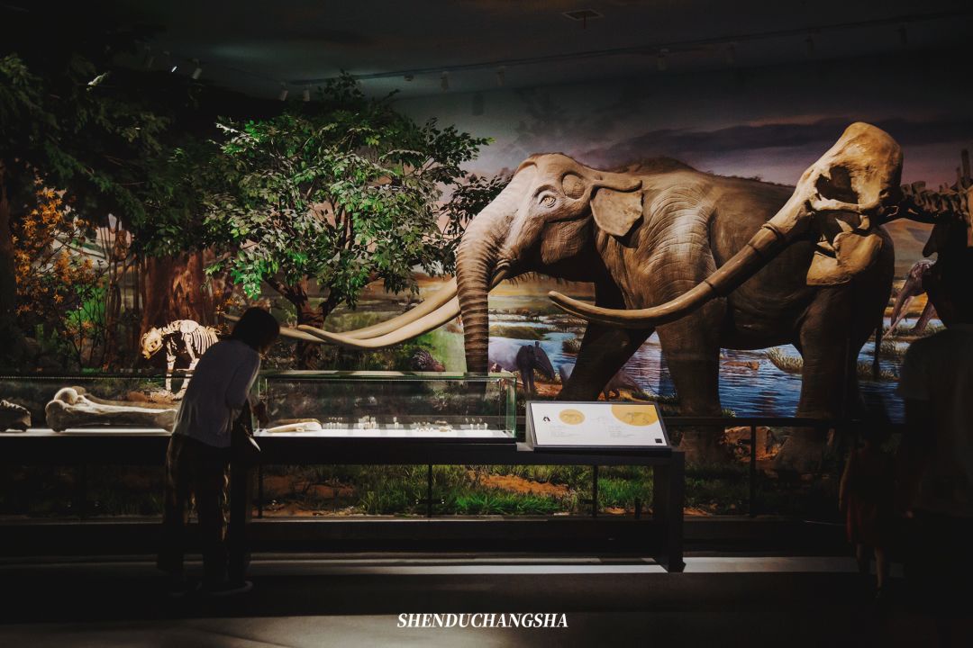 长沙旅游攻略必玩的十大景点介绍,长沙适合秋季打卡的景点
