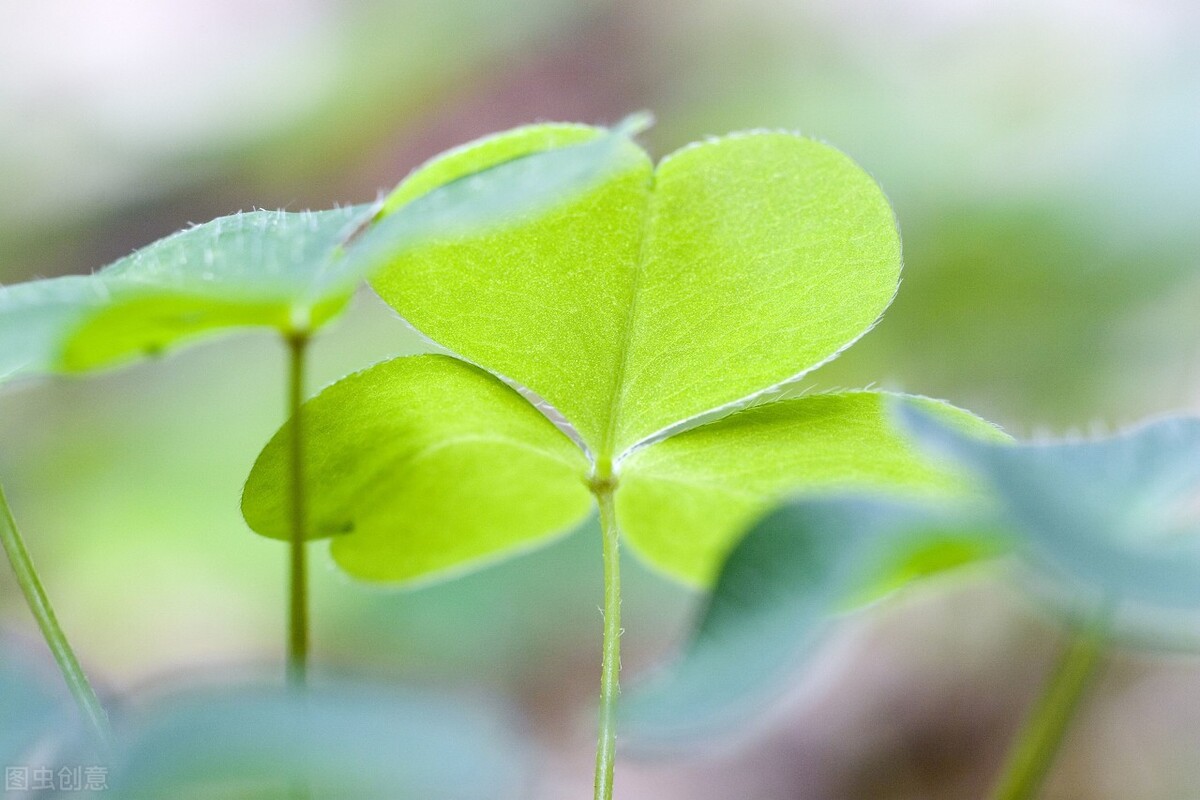 生殖器疱疹会误诊为带状疱疹吗,带状疱疹引起腰痛误诊分析