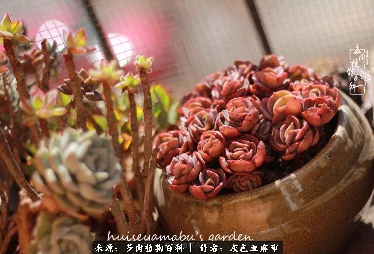 许我向你看,许我向你看演唱