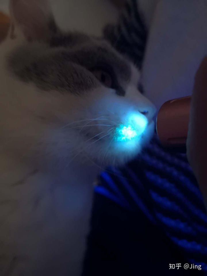 猫癣护理,幼猫猫癣最快治愈方法