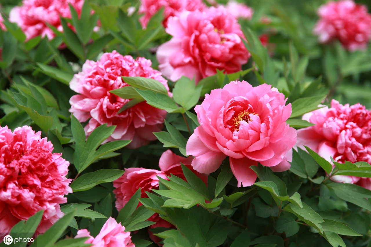 写牡丹的古诗词花开时节动京城,唯有牡丹花开时节动京城谁写的