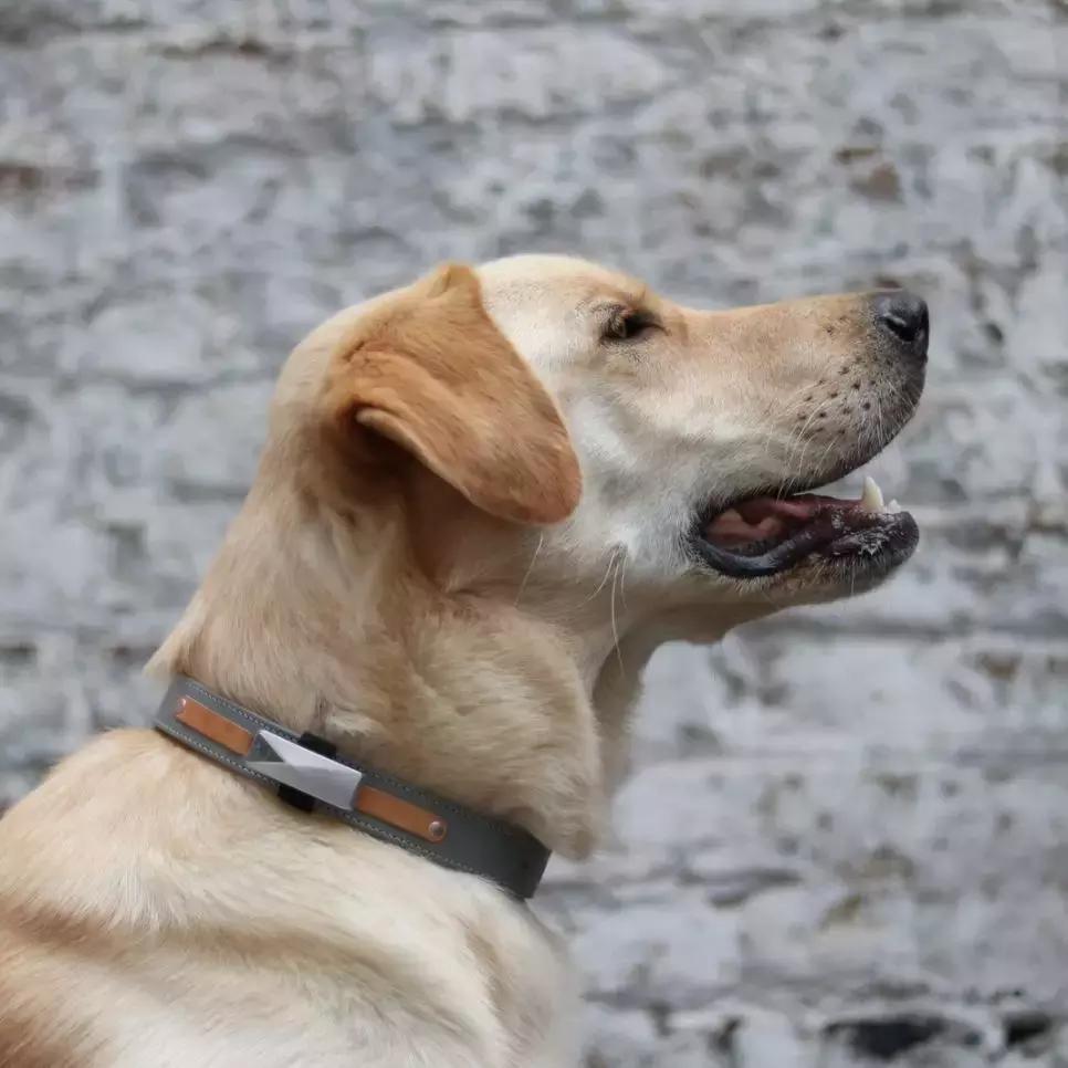 欧洲宠物药企有哪些公司,国外宠物行业创业新方法