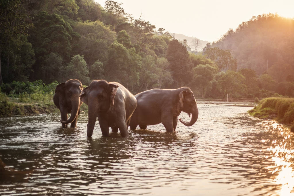 云南大象为什么往北迁徙,云南大象迁徙小象艰难爬出水沟