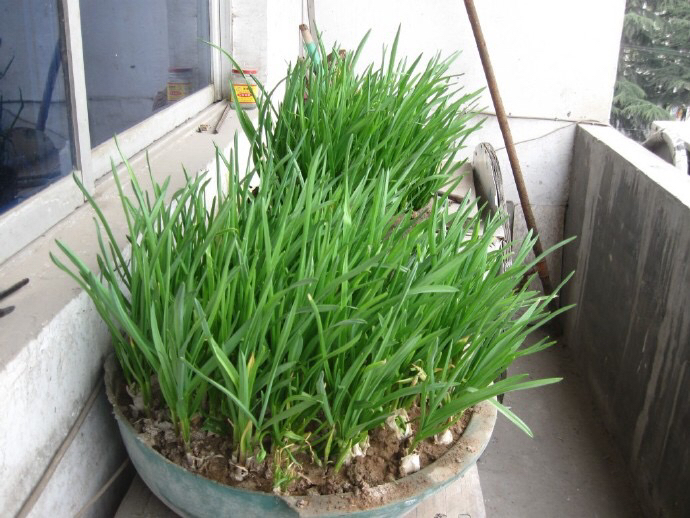 阳台种菜阳光不足种什么菜好,阳台上种菜没光照怎么办