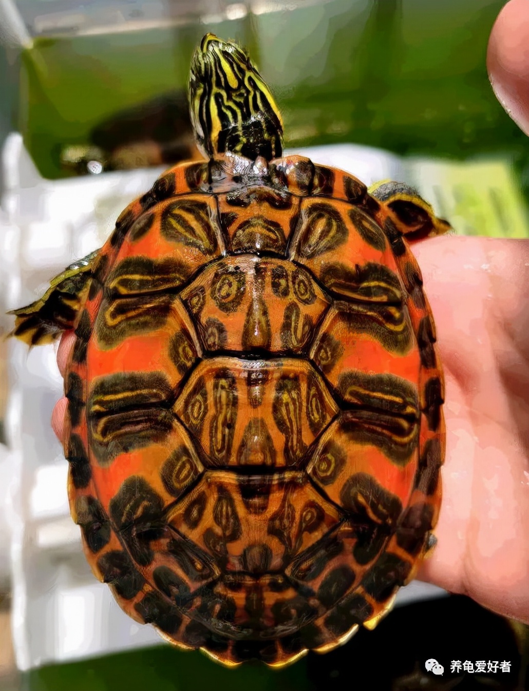 养龟粪便需要及时清理吗,养龟的龟缸有屎怎么快速清理